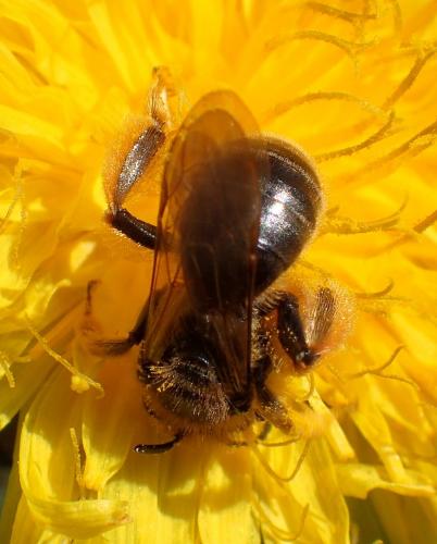 Réf. 251 737 : Andrena sp.